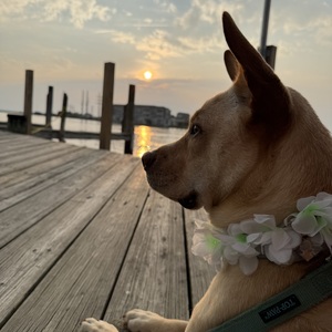 Fundraising Page: Sydney Goodrich
